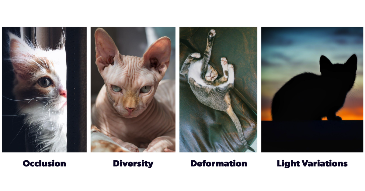 Cat photos showing occlusion, diversity, deformation, and lighting variations through the different photographs.