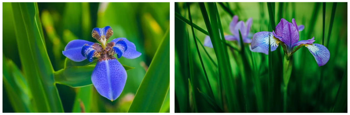 Iris flowers images.