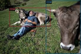 farmer and cows
