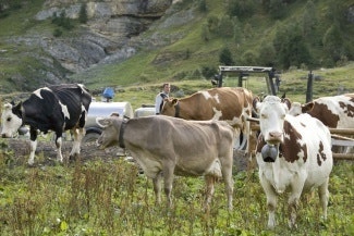 sample cows