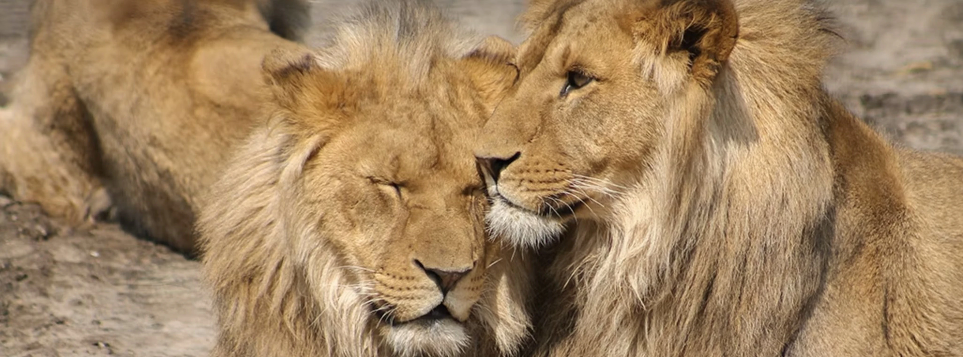 Lion preservation with computer vision